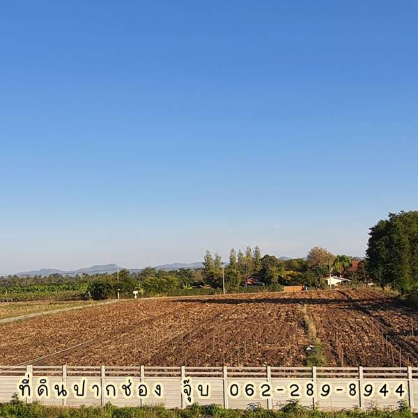 ขายที่ดินปากช่อง 5-3-55.3 ไร่ รูปแปลงสวยเป็นสี่เหลี่ยมผืนผ้า ติดถนน 2 ฝั่ง ที่ดินไม่ต้องถม เหมาะทำโรงแรม รีสอร์ท วิวเขาใหญ่
